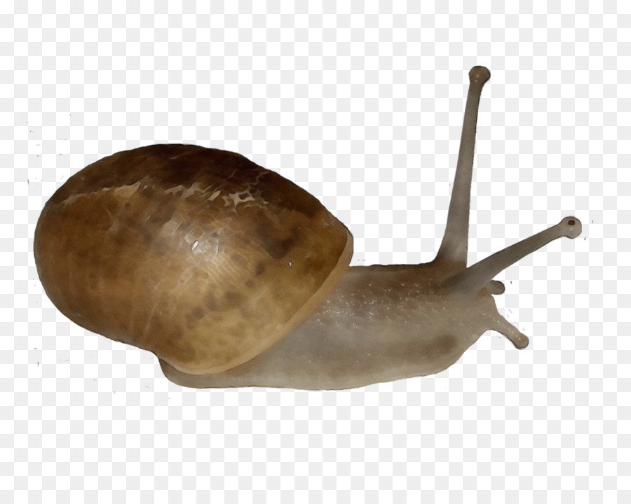 Babosa，Mollusca PNG