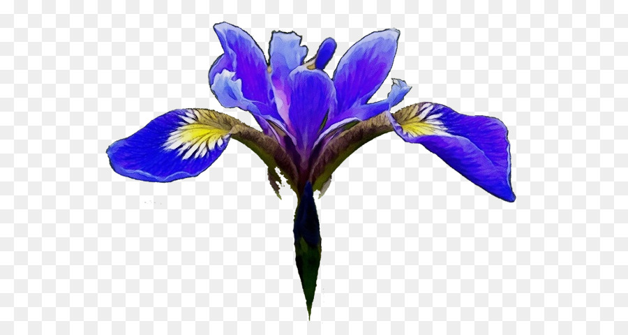 El Norte De La Bandera Azul，Las Flores Cortadas PNG