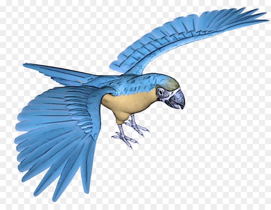 Loro Colorido，Pájaro PNG