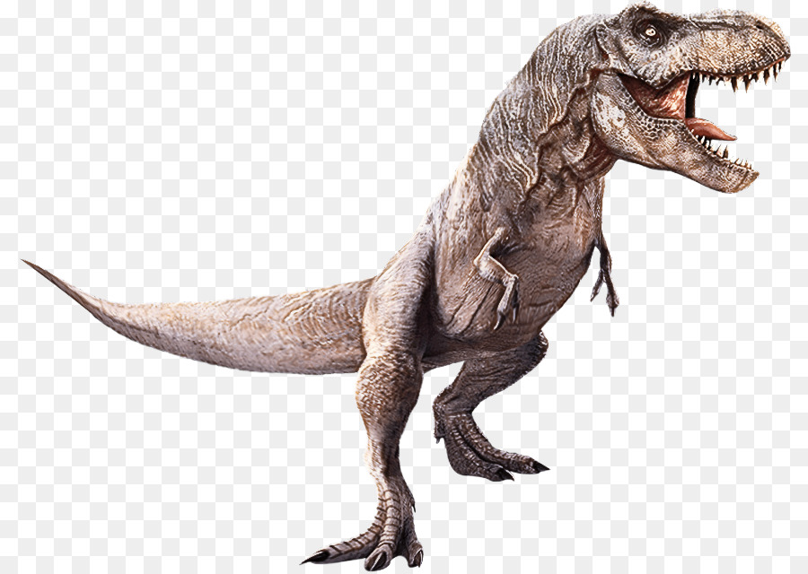 Tyrannosaurus，Velociraptor PNG