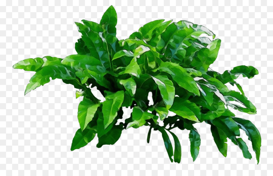 Planta Verde，Hojas PNG