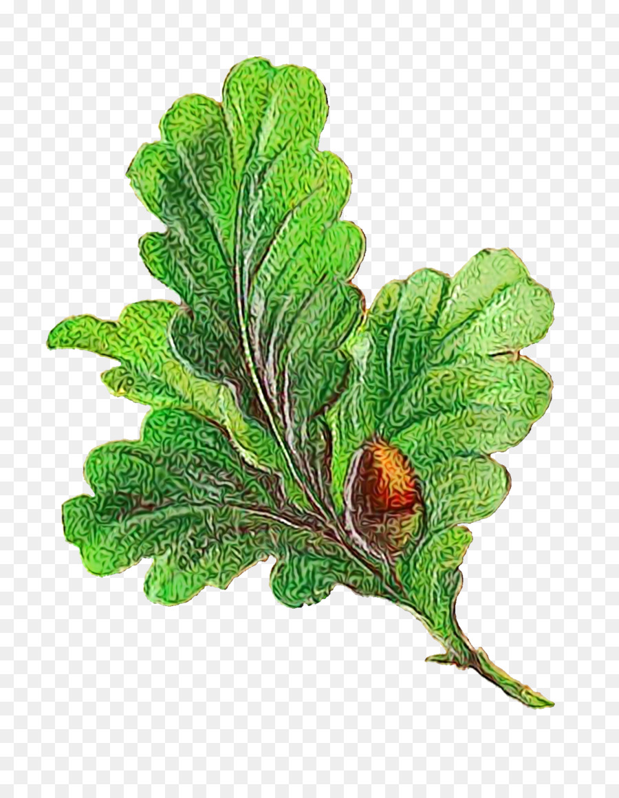 Hoja，Tallo De La Planta PNG