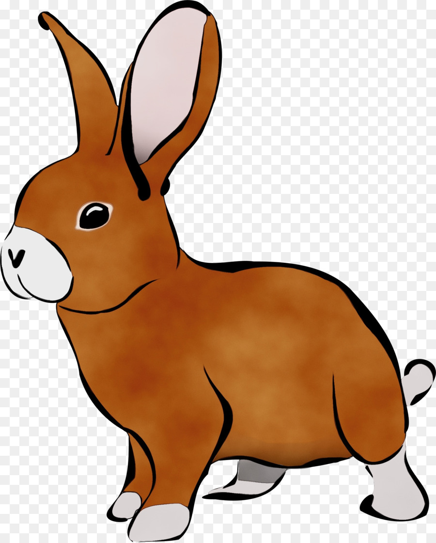 Liebres，Conejo PNG