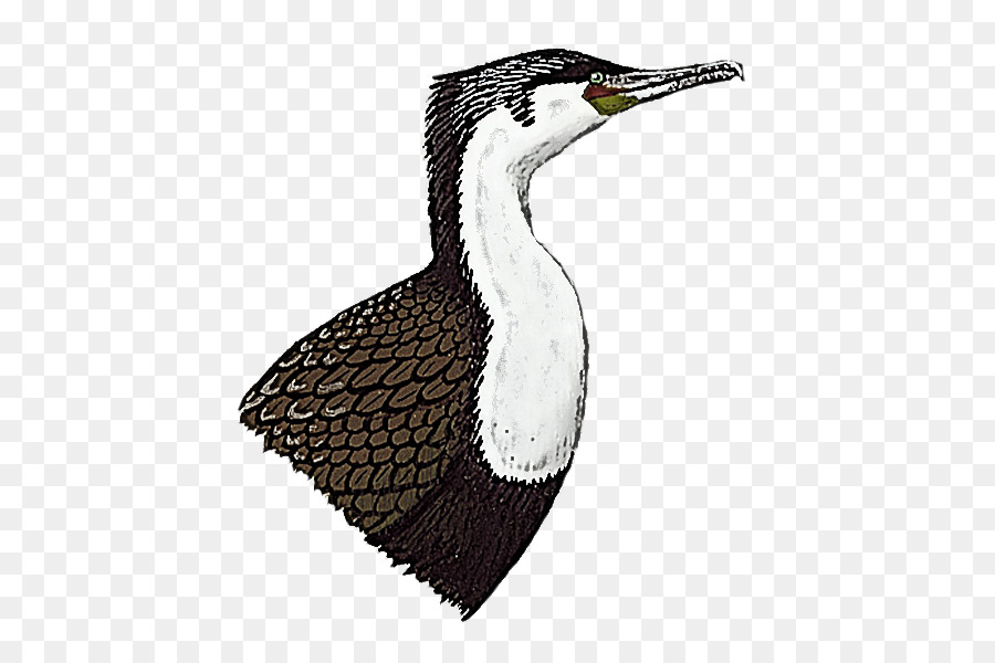 Aves，Pico PNG