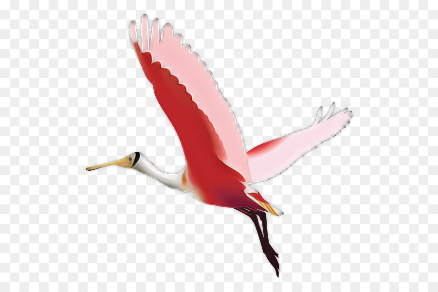 Ibis，Aves PNG