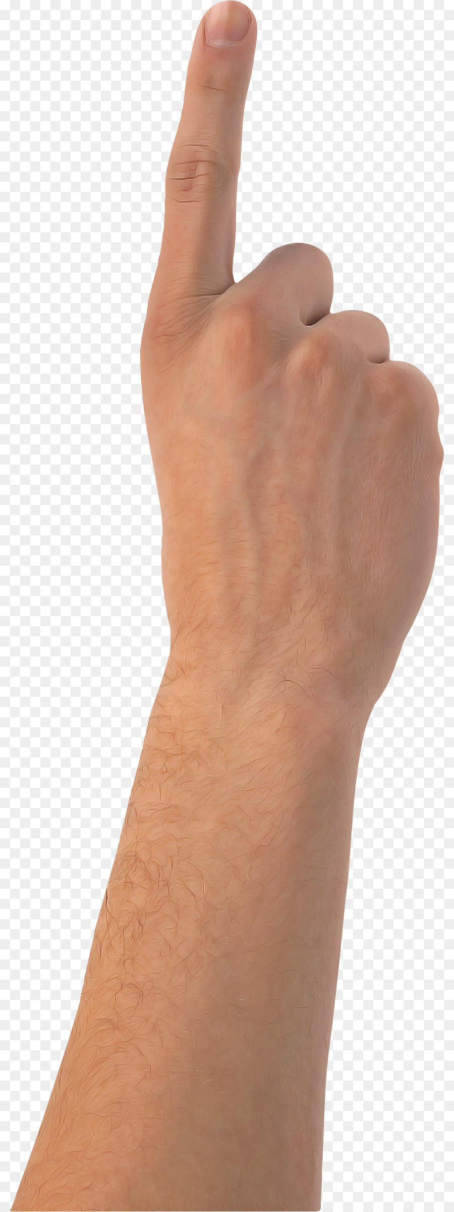 Articulación，De La Mano De La Modelo PNG