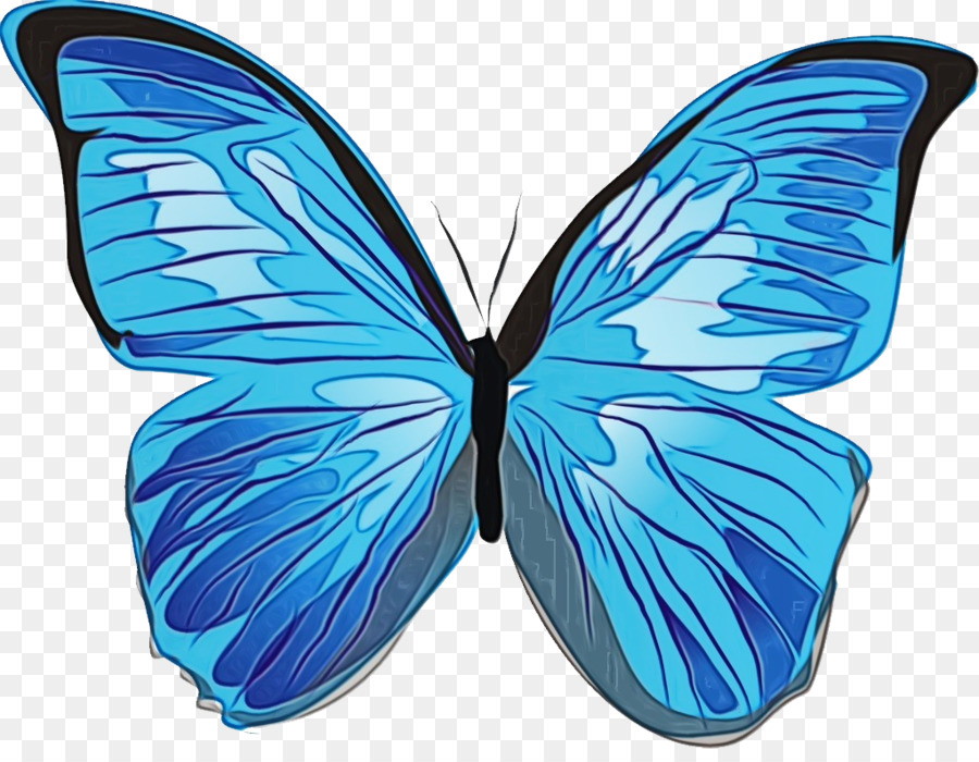 Las Mariposas，Menelao Morfo Azul PNG