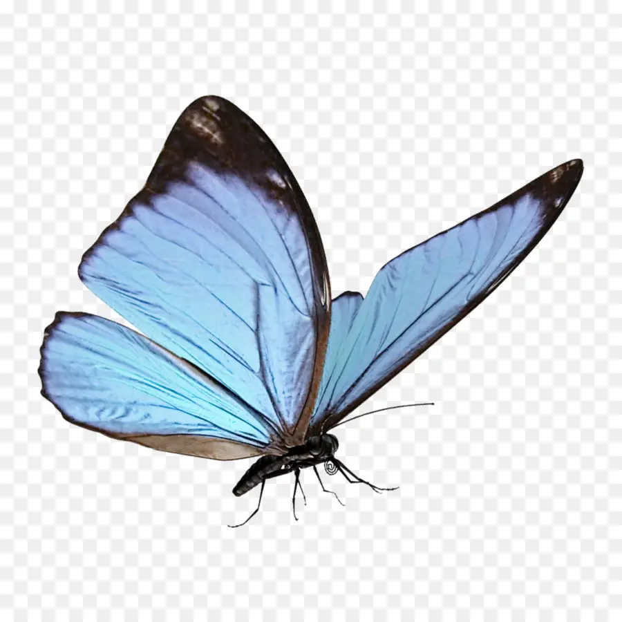 Mariposa Azul，Alas PNG