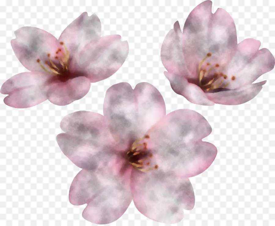 Pétalo，De Los Cerezos En Flor PNG