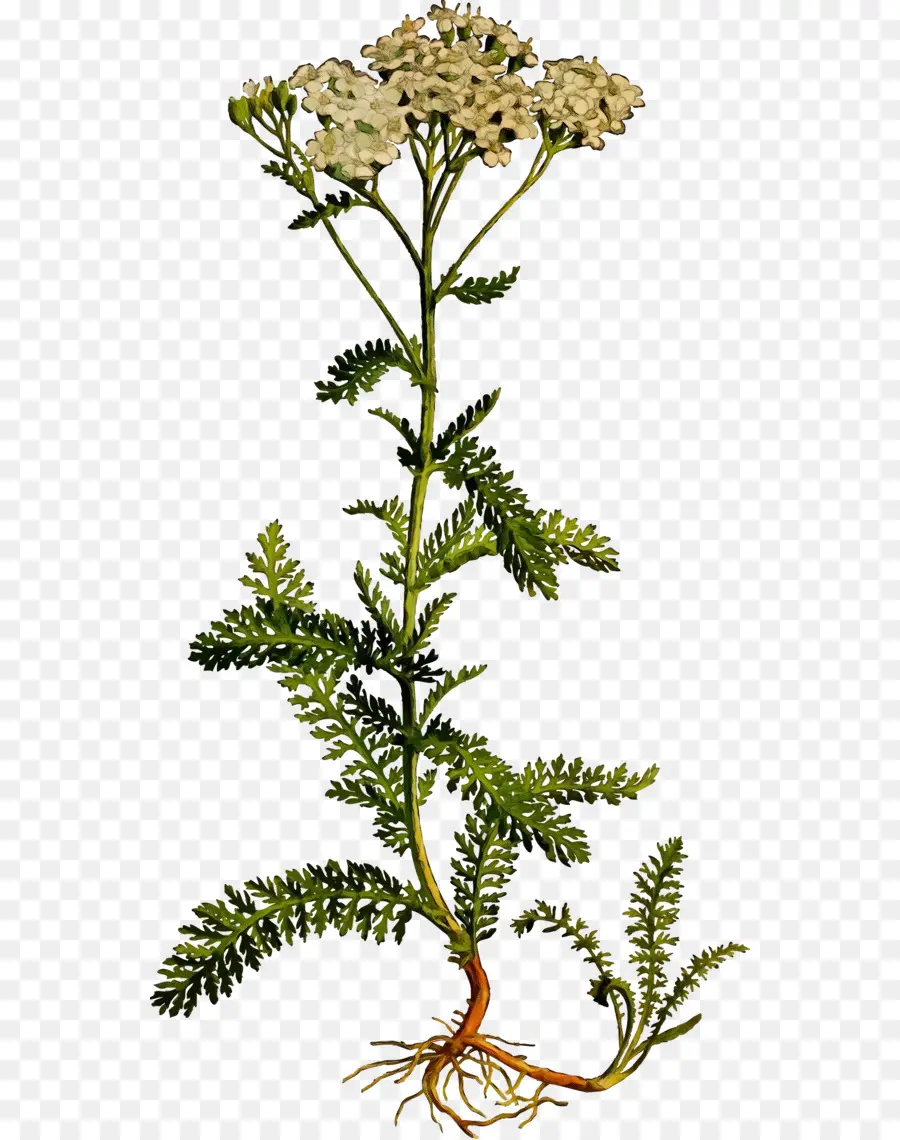 Yarrow，Tallo De La Planta PNG