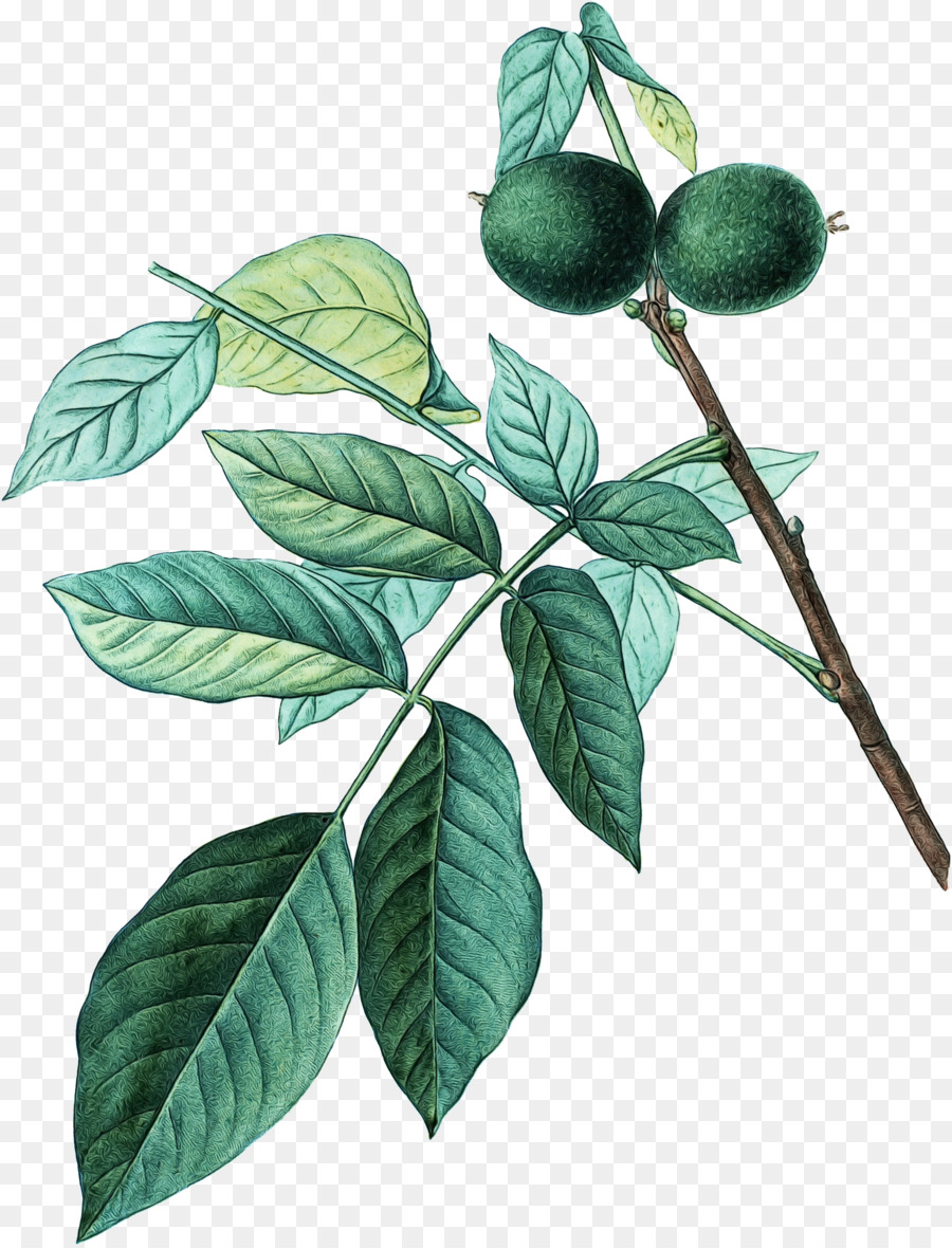 Hoja，Tallo De La Planta PNG