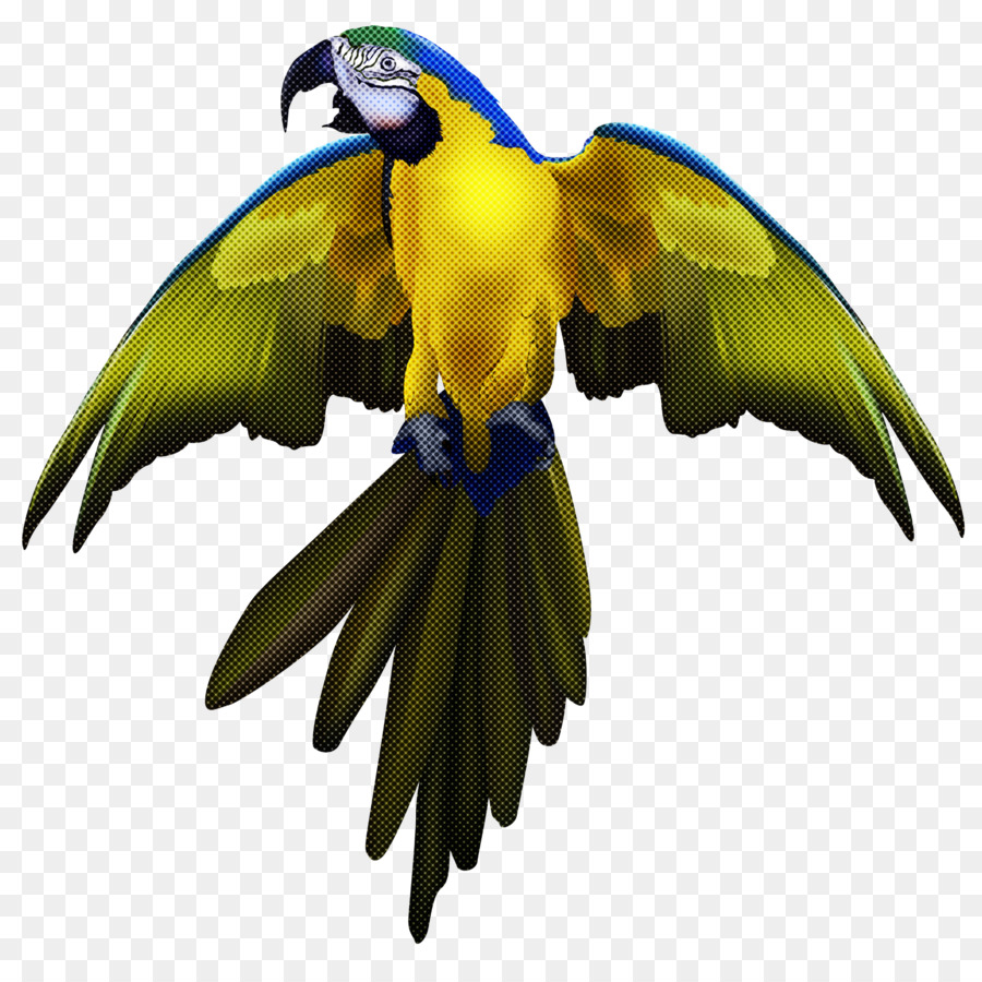 Loro Amarillo，Alas PNG