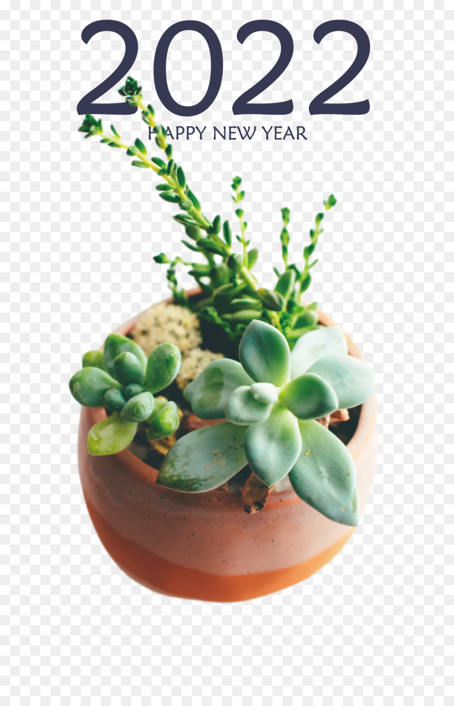 Planta，Maceta PNG