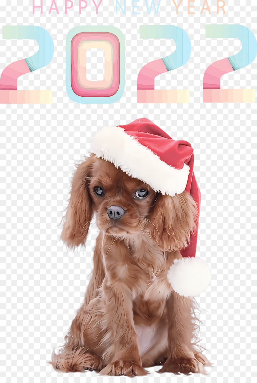 Cockapoo，Caniche PNG