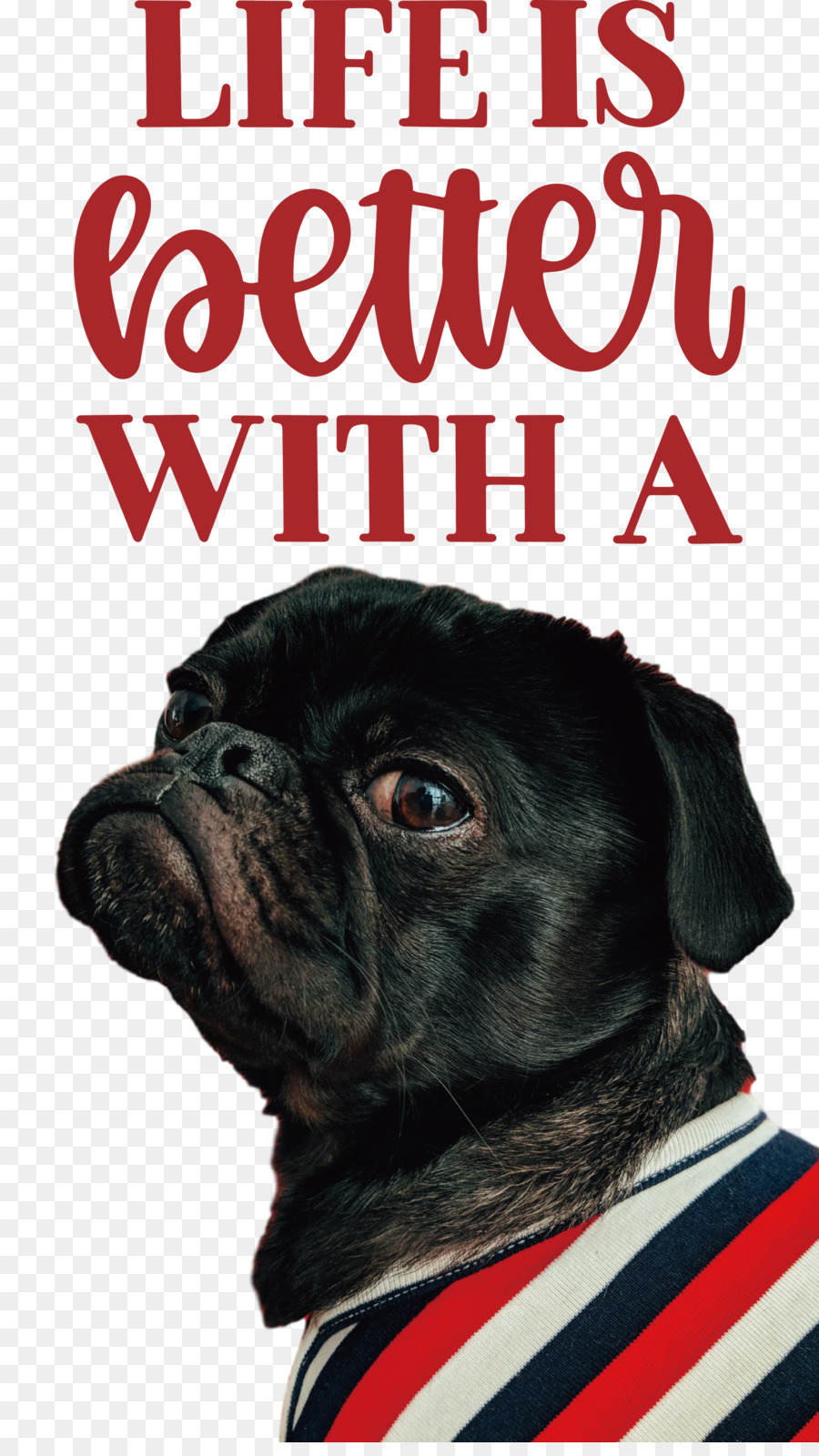 Pug，Cachorro PNG