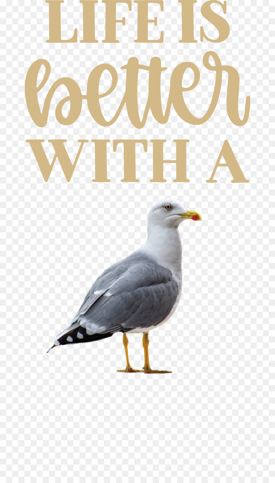 Las Aves Playeras，Europea De La Gaviota PNG