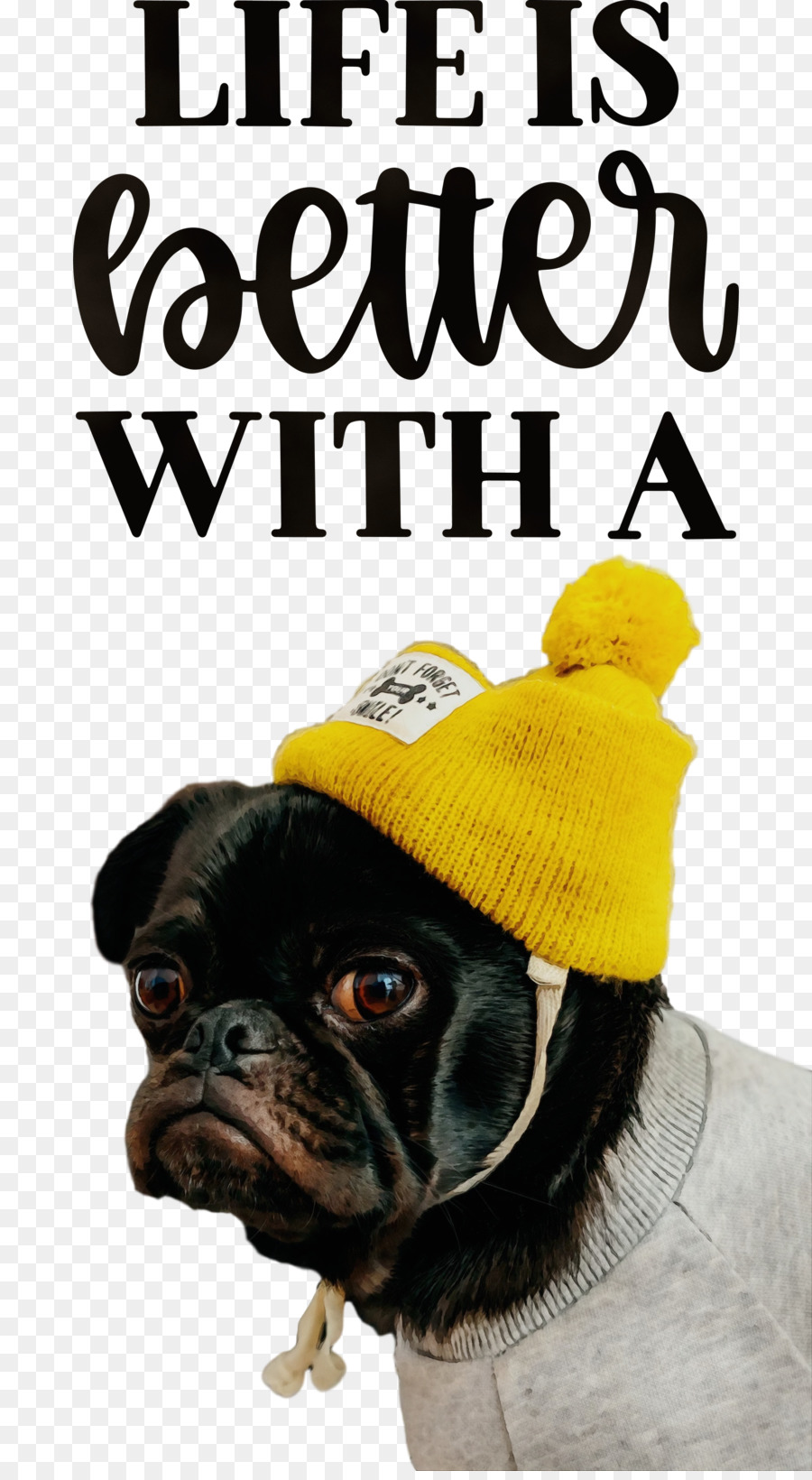 Pug，Hocico PNG