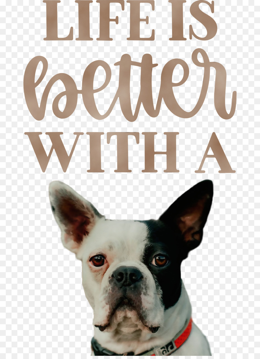 Terrier De Boston，Terrier PNG