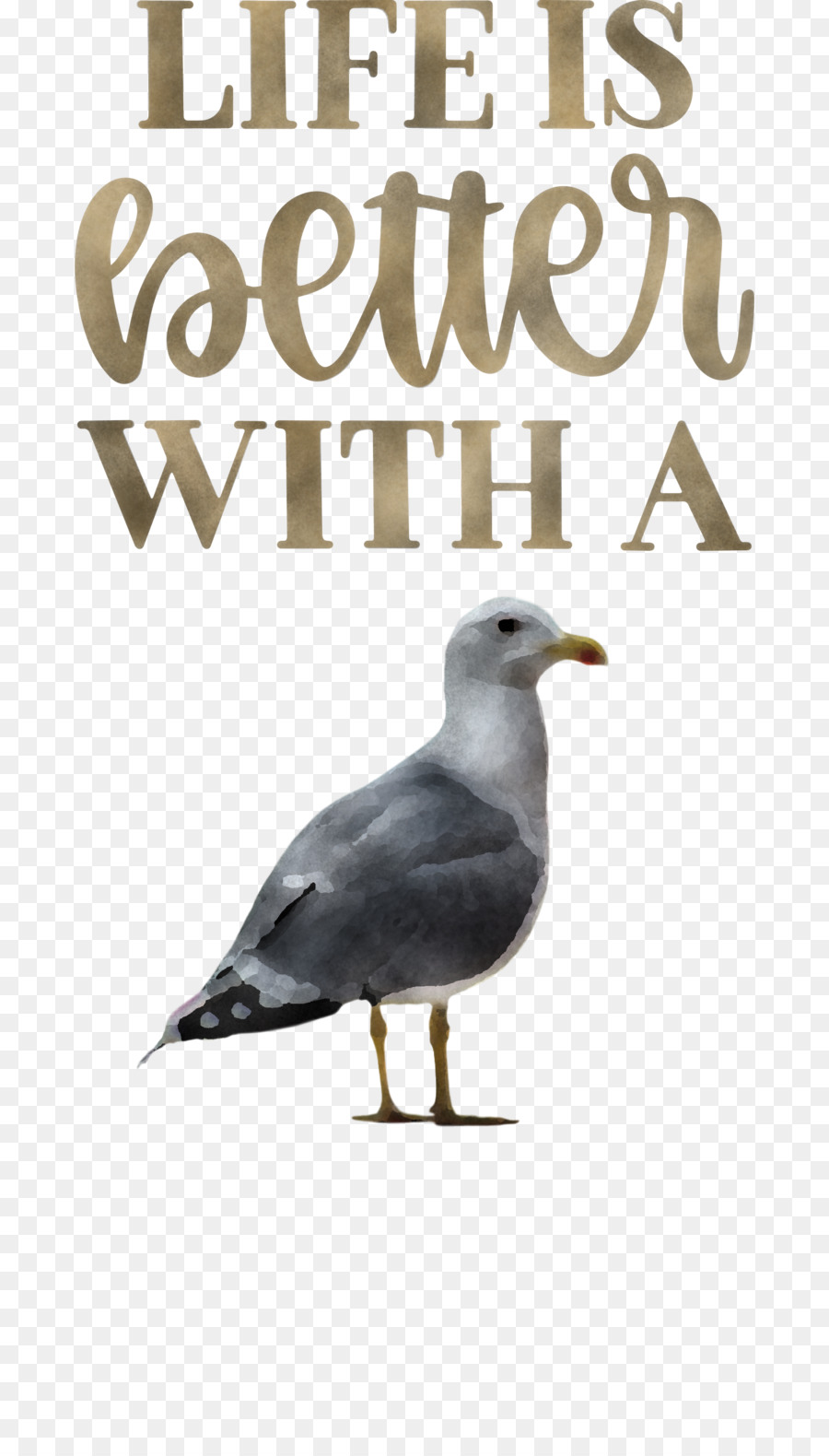 Las Aves Playeras，Gaviota PNG