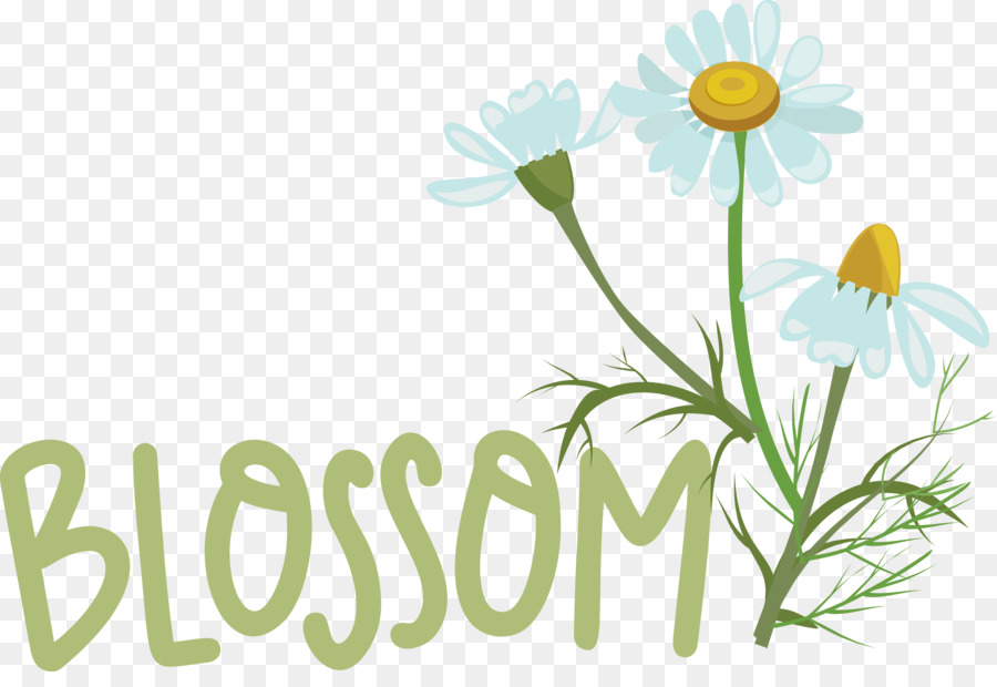 Diseño Floral，Margarita PNG