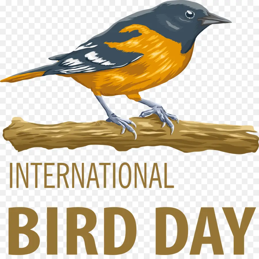 Día De Las Aves，Día Internacional De Las Aves PNG