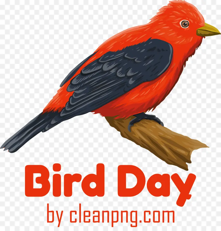 Día De Las Aves，Pájaro Rojo PNG