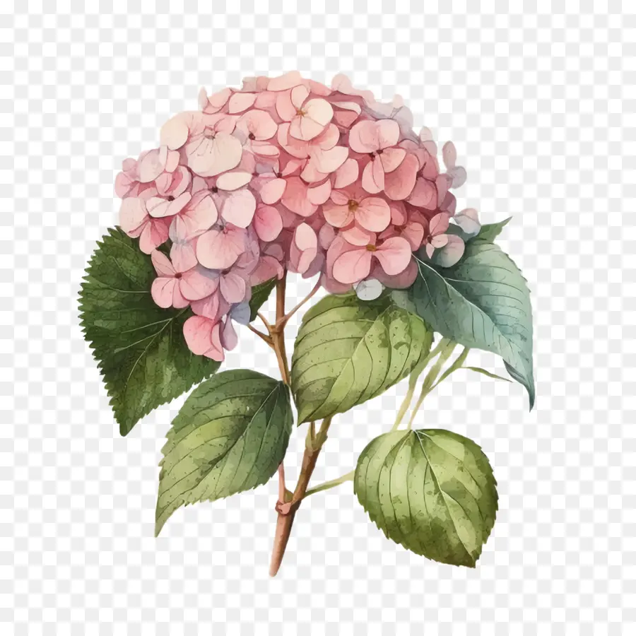 Hortensia Acuarela，Hortensia Rosa PNG