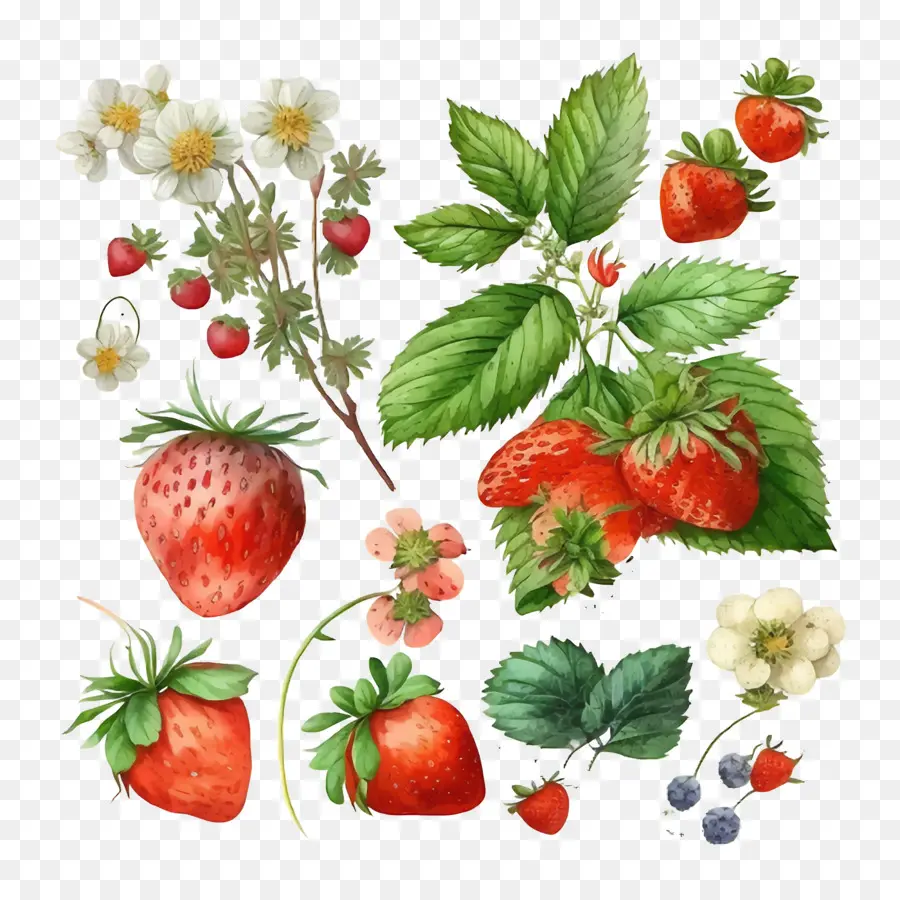 Acuarela Fresas，Acuarela De Flores PNG