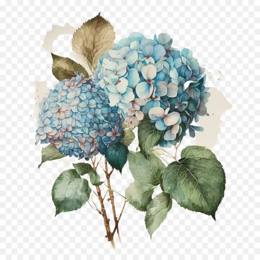 Acuarela Hortensia，Azul Hortensia PNG