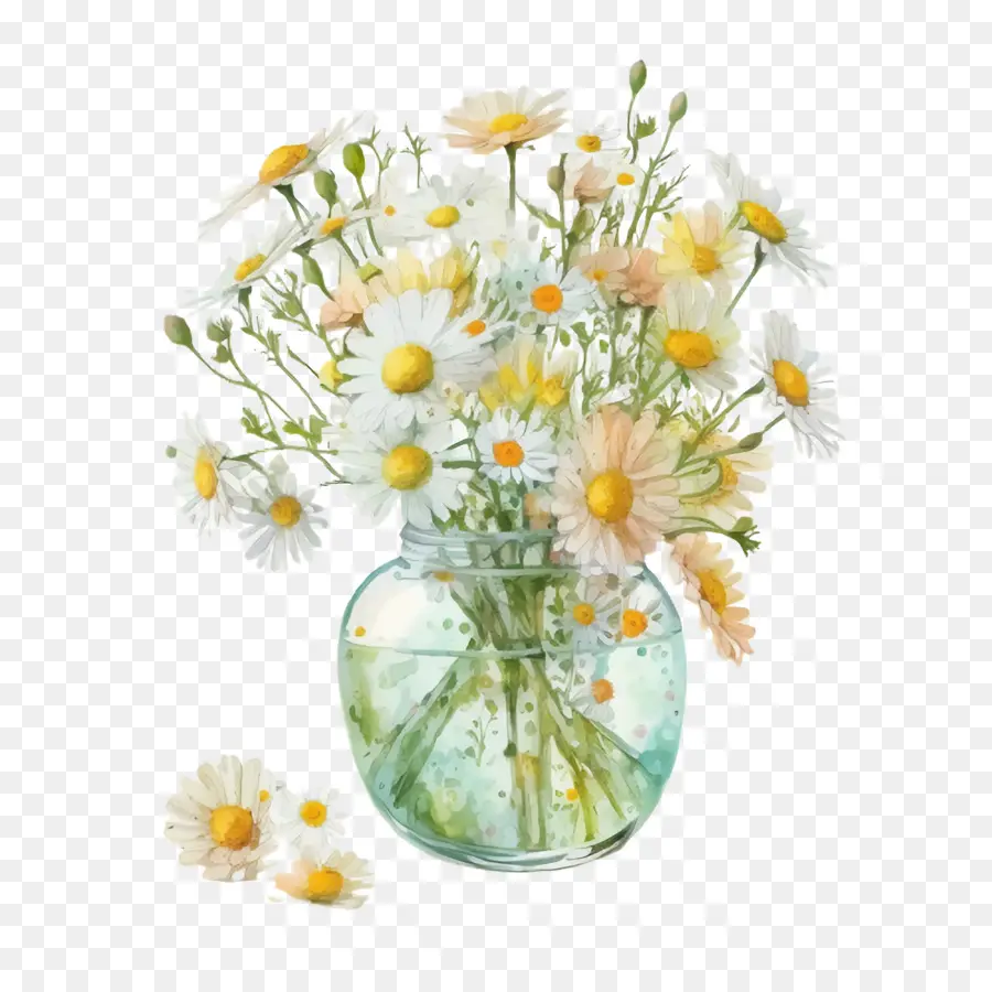 Acuarela Daisy，Daisy Ramo PNG