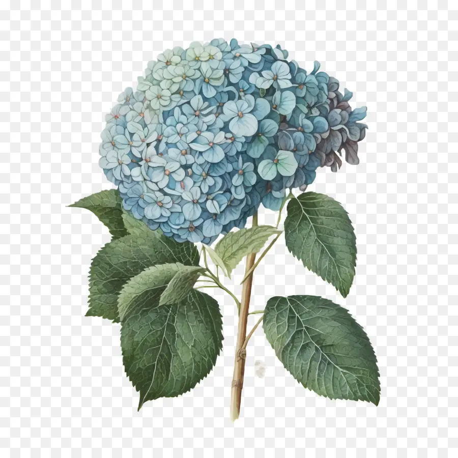 Hortensia Acuarela，Hortensia Azul PNG