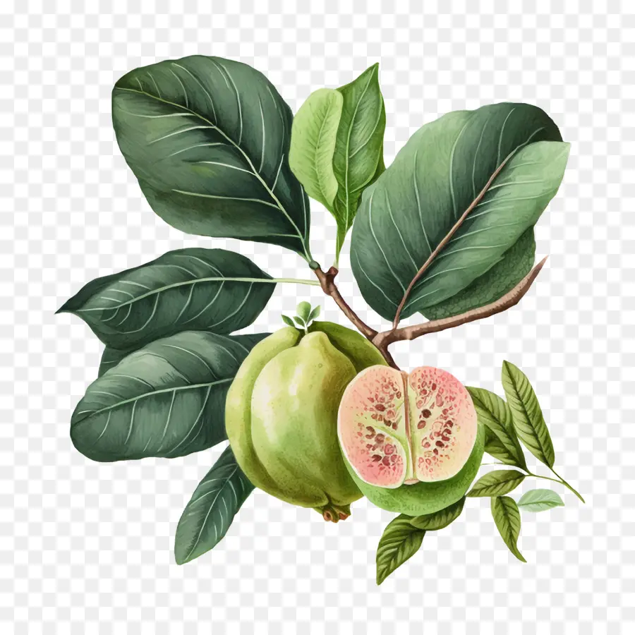 Guayaba De Acuarela，Rodajas De Guayaba De Acuarela PNG