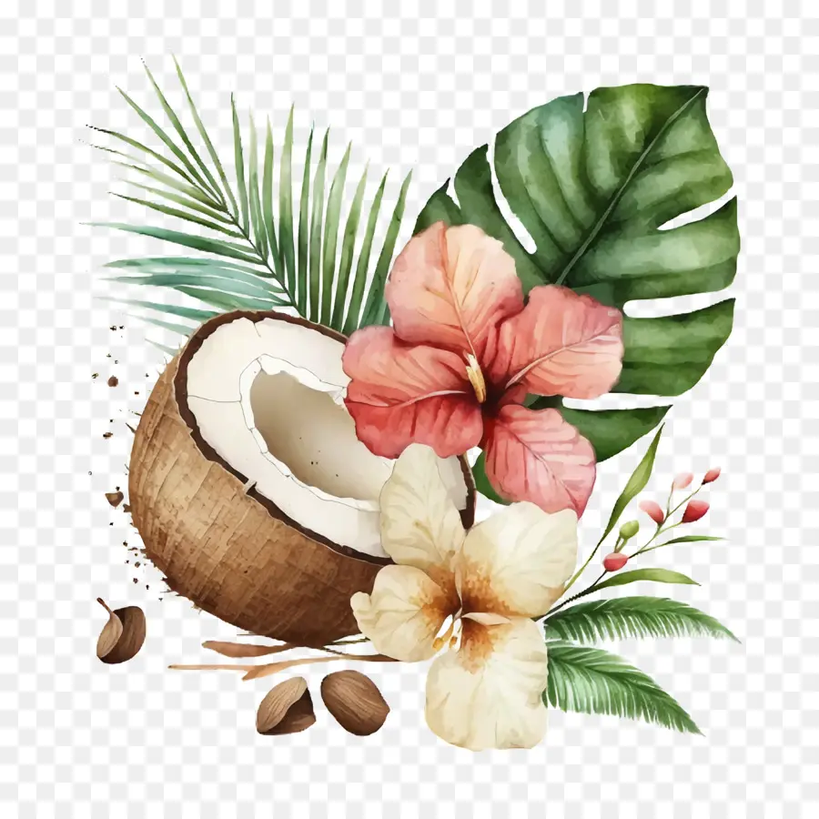 Acuarela De Coco，Shell PNG