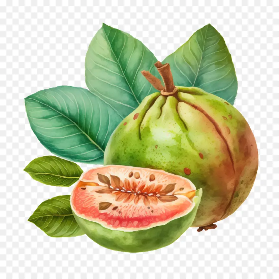 Guayaba De Acuarela，Acuarela De La Fruta PNG