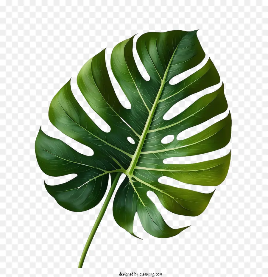 Monstera De La Hoja，Tropicales De Hoja PNG