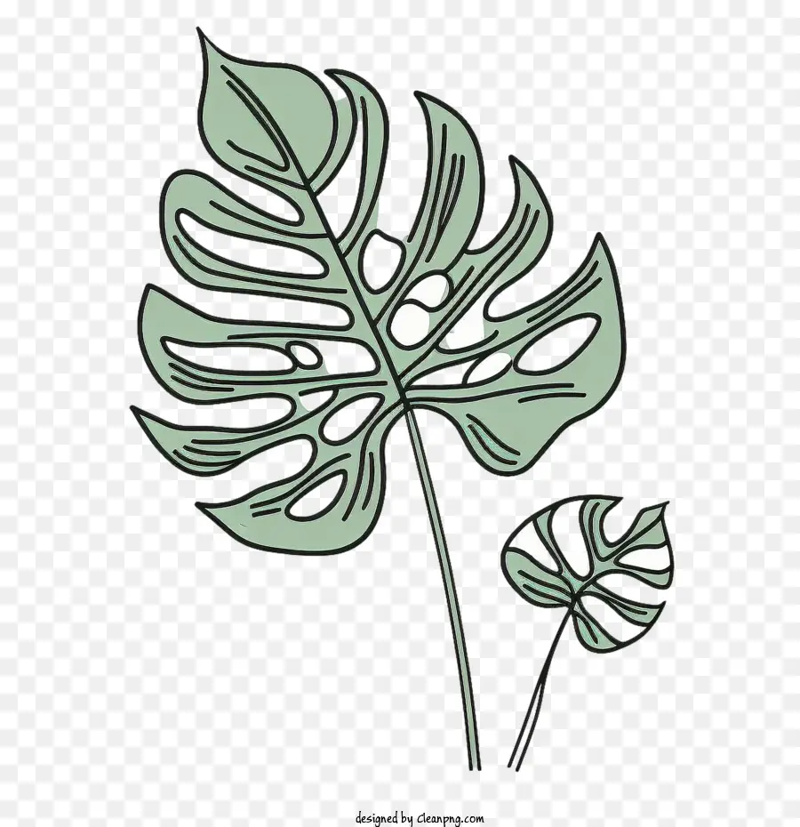 Monstera De La Hoja，Tropicales De Hoja PNG