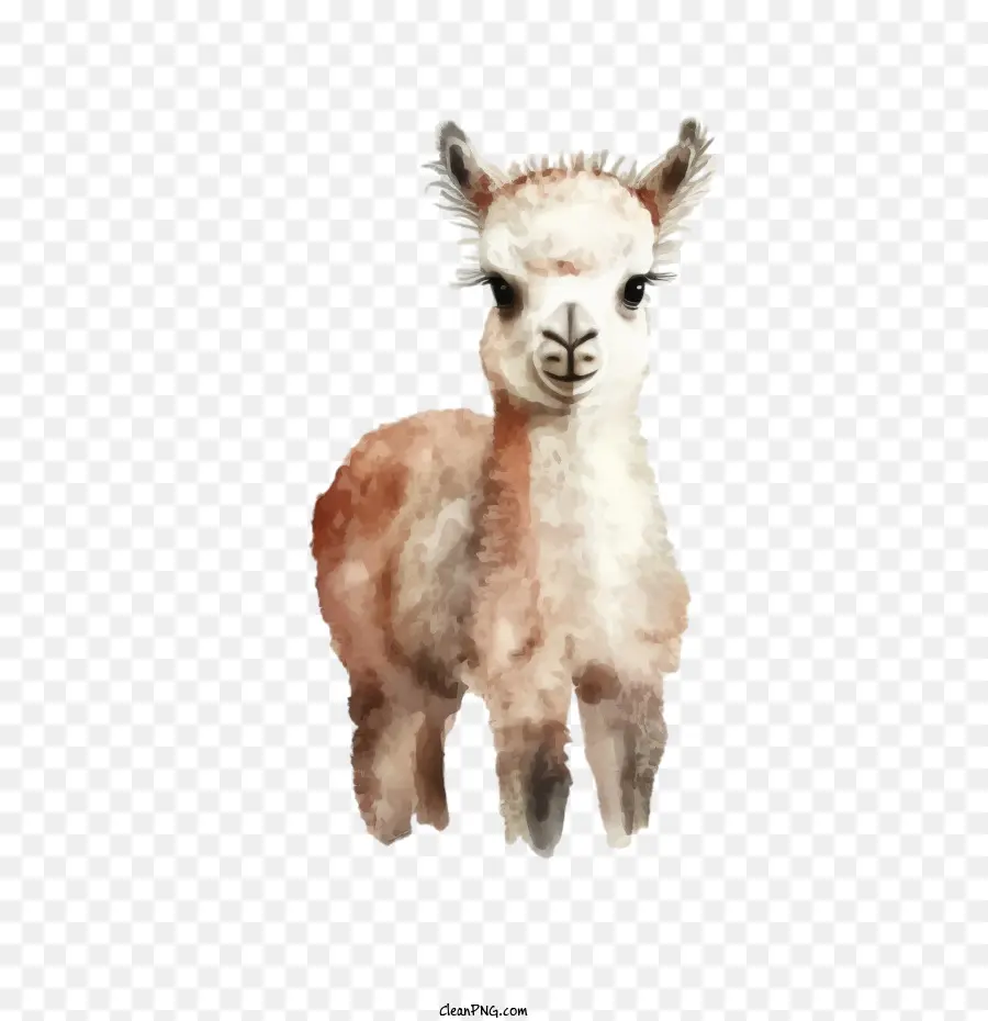 Acuarela Llama，Lindo Llama PNG