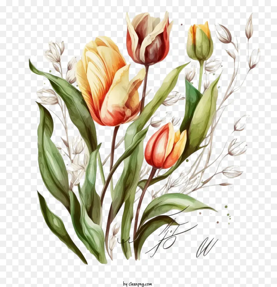 Tulipanes Dibujados A Mano，Las Ramas De Los Tulipanes Hojas PNG