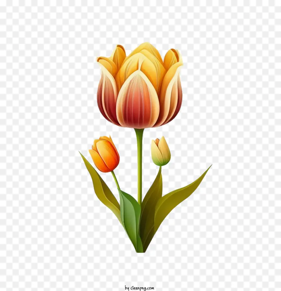 Tulipán Colorido，Tulipán De Dibujos Animados PNG