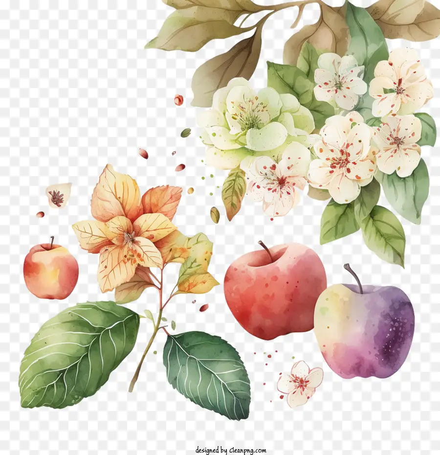 Manzana Dibujada A Mano，Acuarela De Apple PNG