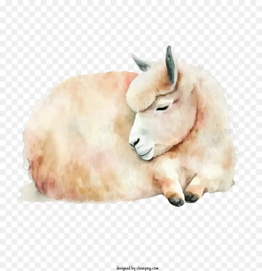 Llama Acuarela，Oveja Dormida PNG