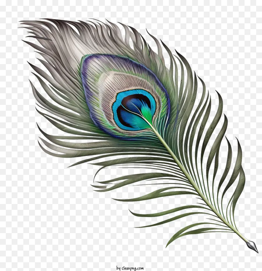 Pluma 3d，Pluma De Pavo Real PNG