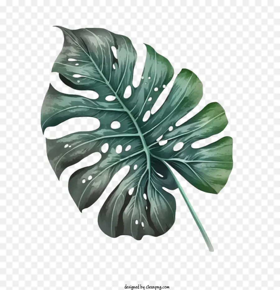 Acuarela De La Monstera，Monstera De Dibujos Animados PNG