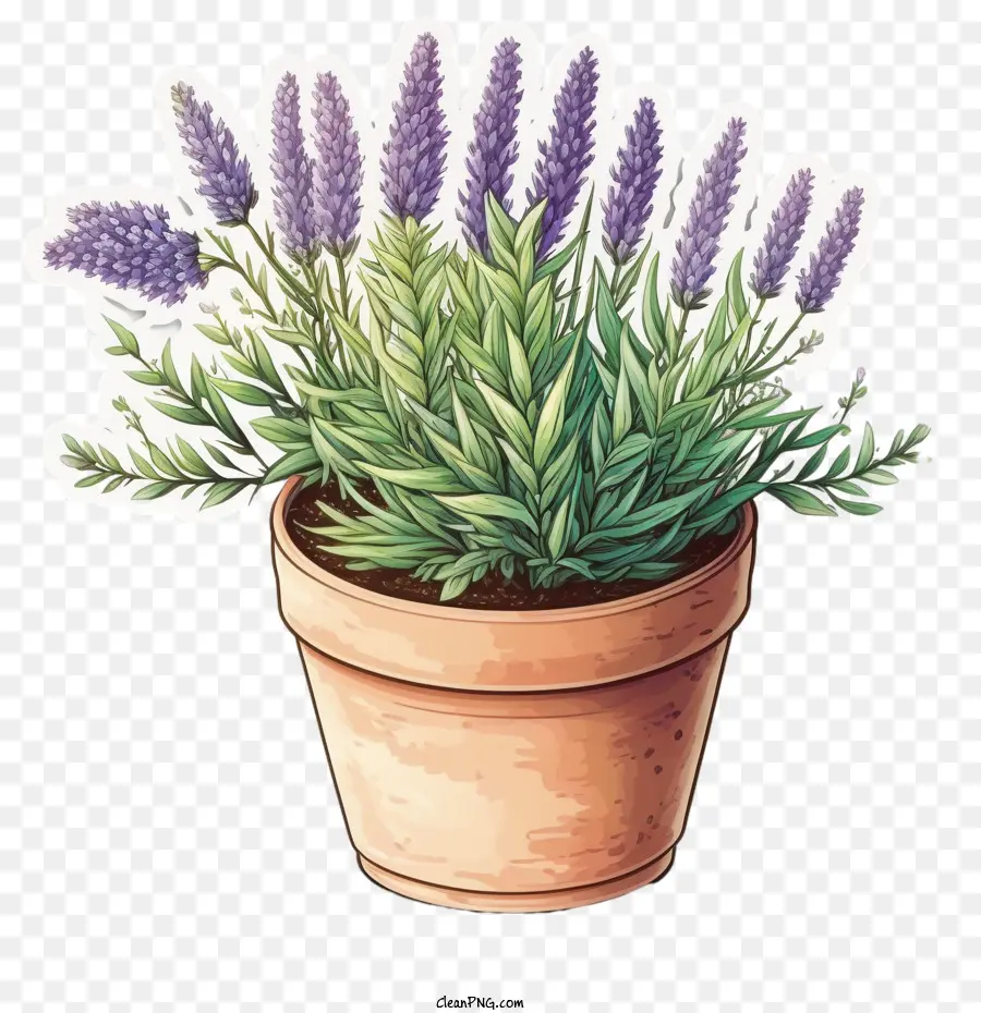 Lavanda Floreciente，Linda Lavanda PNG