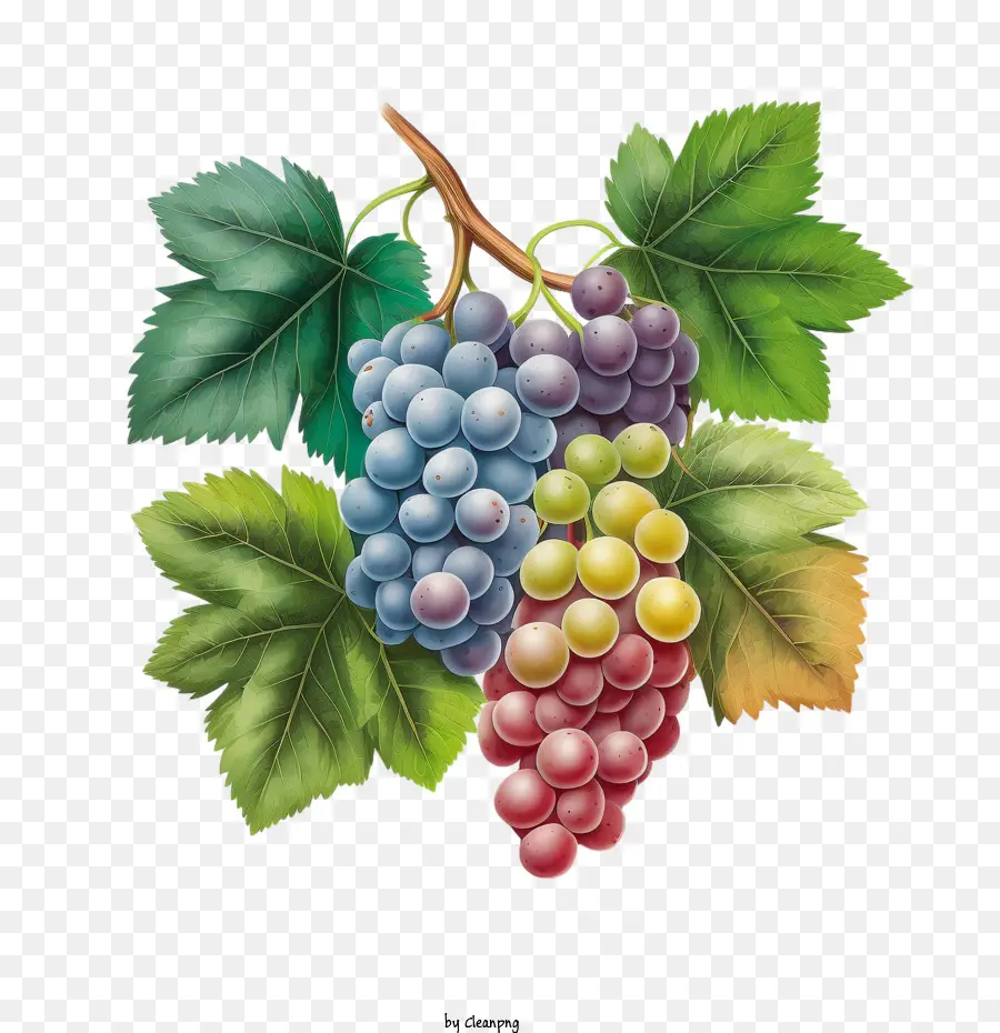 Uvas 3d，Uvas Realistas PNG