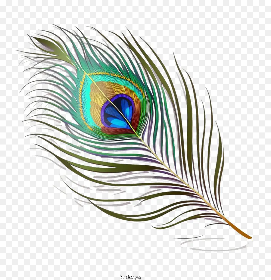 Pluma De Pavo Real，Pluma PNG