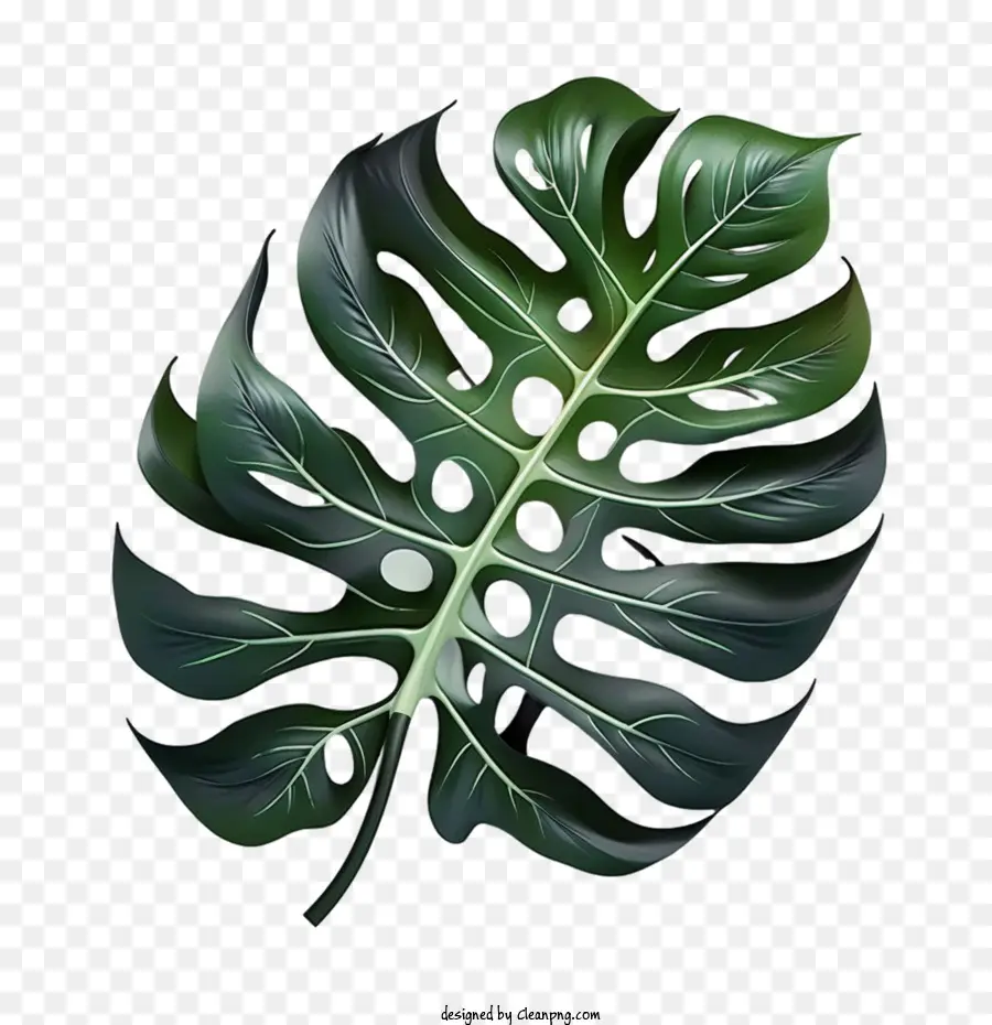 Monstera De La Hoja，Tropicales De Hoja PNG