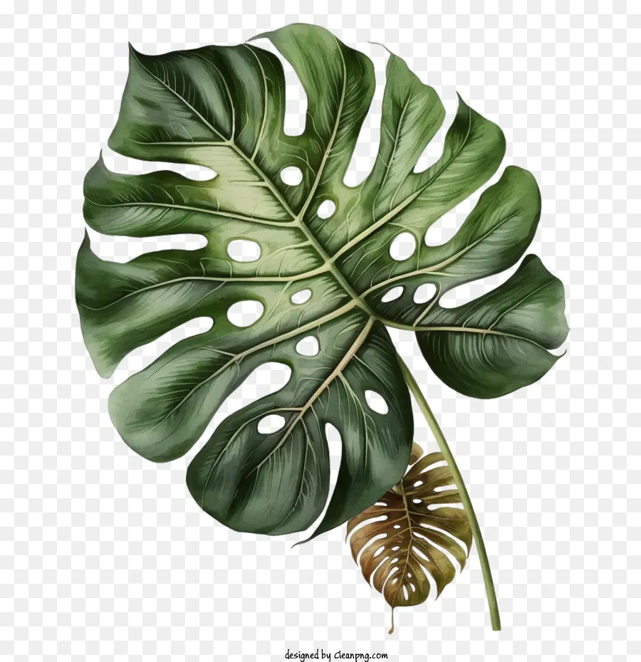 Monstera De La Hoja，Tropicales De Hoja PNG