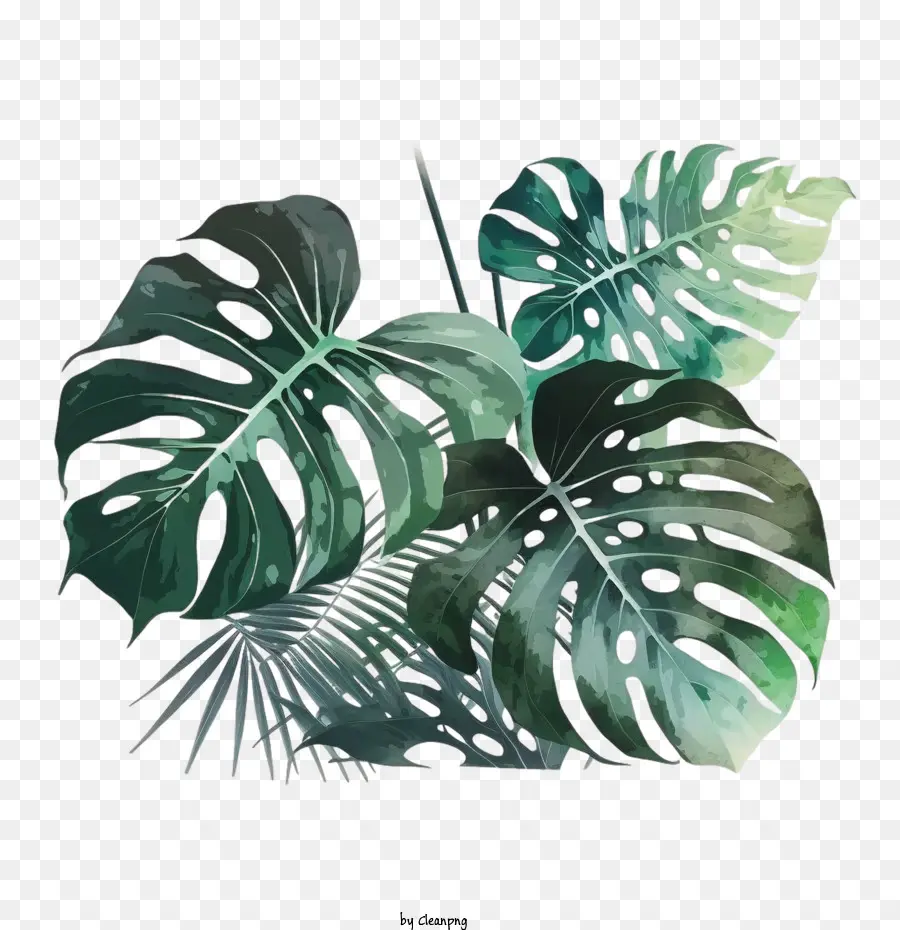 Monstera De La Hoja，Tropicales De Hoja PNG