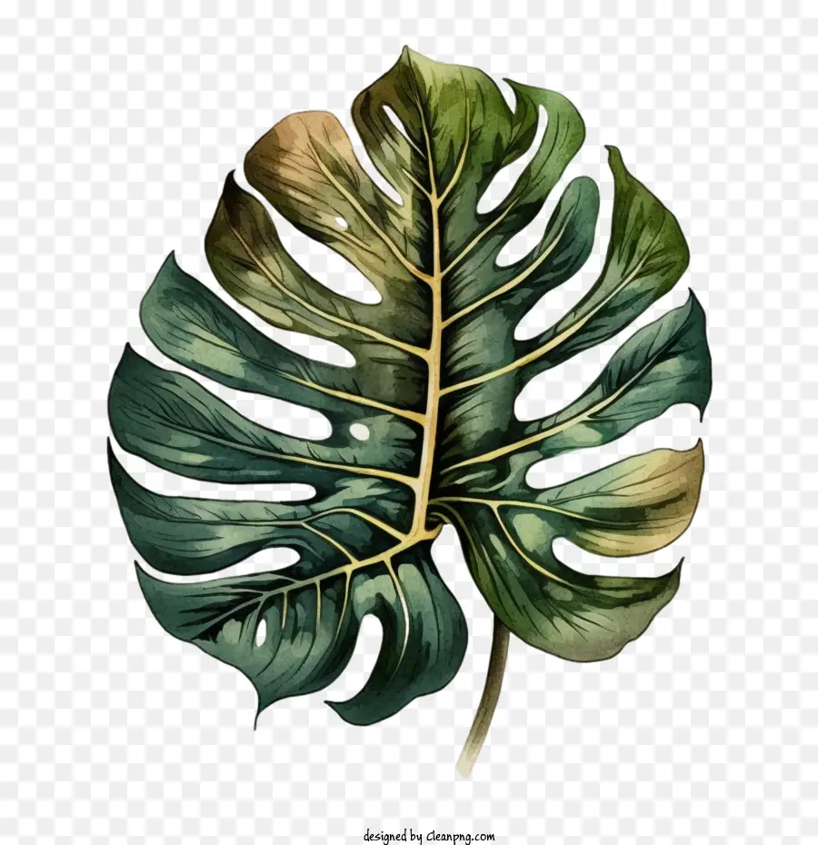 Hoja De Monstruo Vintage，Monstera De La Hoja PNG